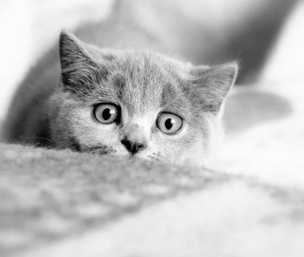 Gray Cat Looking You Scottish Breed Portrait Pet — Stock Photo, Image