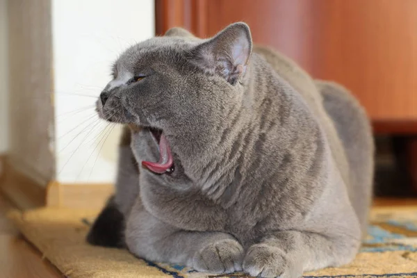 Gri Kedi Sana Bakıyor Skoç Cinsi Bir Evcil Hayvan Portresi — Stok fotoğraf