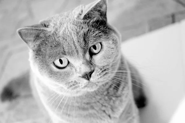 Gri Kedi Sana Bakıyor Skoç Cinsi Bir Evcil Hayvan Portresi — Stok fotoğraf