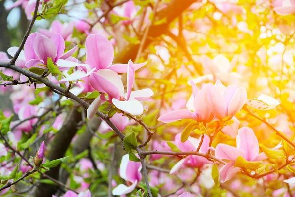 Printemps Des Magnolias Roses Fleurissent Dans Les Parcs Ville Grandes — Photo