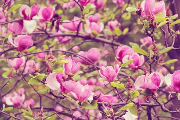 Printemps Des Magnolias Roses Fleurissent Dans Les Parcs Ville Grandes — Photo