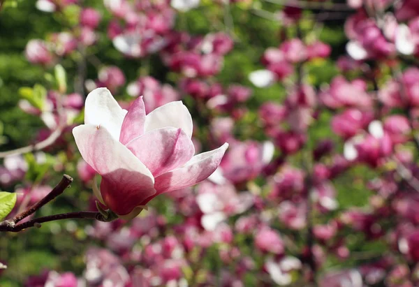 Frühling Den Stadtparks Blühen Rosa Magnolien Große Rosa Und Duftende — Stockfoto