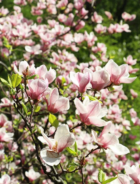 Frühling Den Stadtparks Blühen Rosa Magnolien Große Rosa Und Duftende — Stockfoto