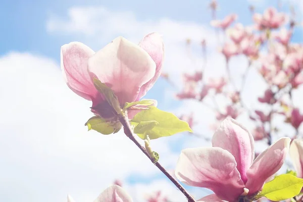 Весной Розовые Магнолии Цветут Городских Парках Большие Розовые Ароматные Цветы — стоковое фото