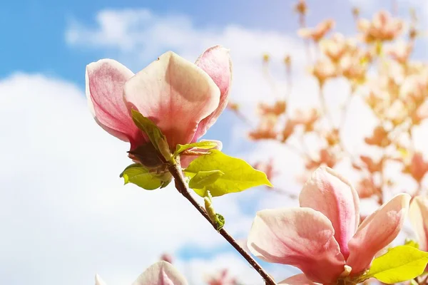 Primavera Florecen Magnolias Rosadas Los Parques Ciudad Flores Grandes Color —  Fotos de Stock