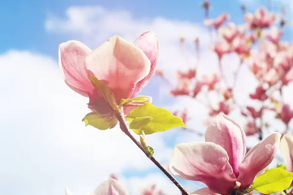 Printemps Des Magnolias Roses Fleurissent Dans Les Parcs Ville Grandes — Photo