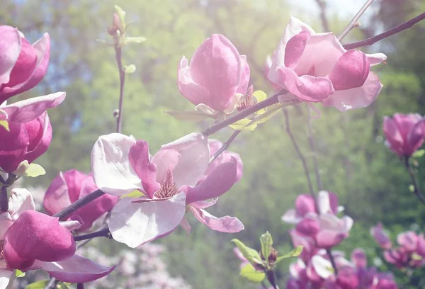 Printemps Des Magnolias Roses Fleurissent Dans Les Parcs Ville Grandes — Photo