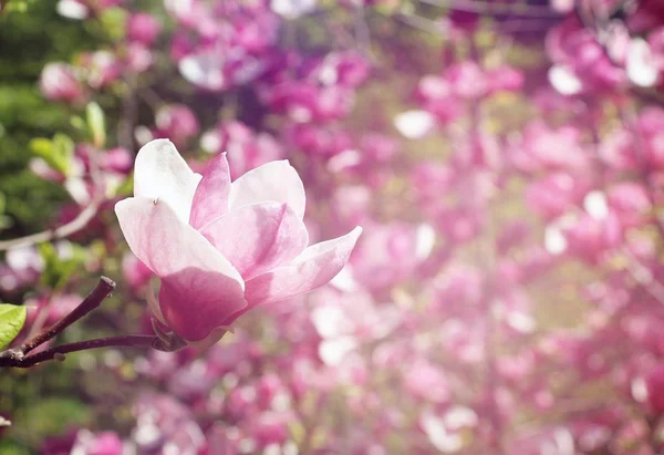 Primavera Florecen Magnolias Rosadas Los Parques Ciudad Flores Grandes Color —  Fotos de Stock