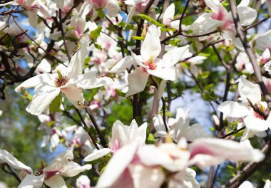 Bahar. Şehir parklarında beyaz manolyalar çiçek açıyor. Büyük pembe ve güzel kokulu çiçekler.