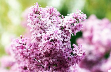 Parkta mor ve pembe leylak çalılar.