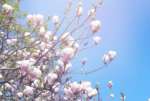 Printemps Magnolias Blancs Fleurissent Dans Les Parcs Ville Grandes Fleurs — Photo