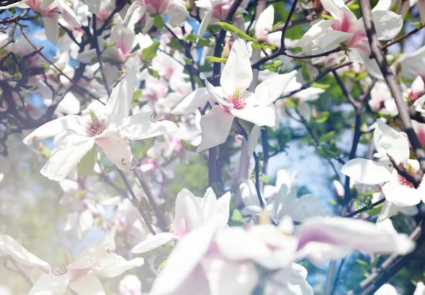 Frühling Weiße Magnolien Blühen Den Stadtparks Große Rosa Und Duftende — Stockfoto