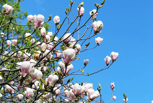 Frühling Weiße Magnolien Blühen Den Stadtparks Große Rosa Und Duftende — Stockfoto