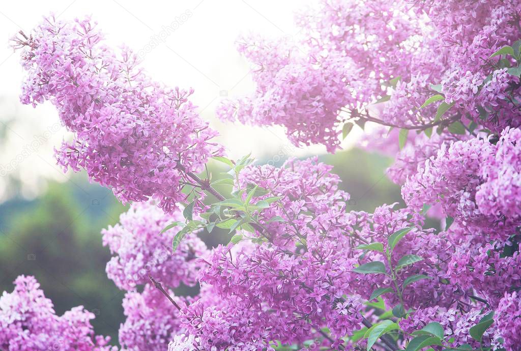Purple and pink lilac bushes in the park.