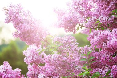 Parkta mor ve pembe leylak çalılar.