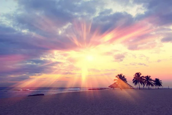Bunter Sonnenaufgang Und Riesige Palmen Strand Der Dominikanischen Republik — Stockfoto