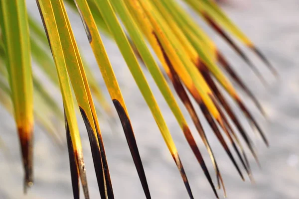 Palm Leaves Close Dominicana — Stock Photo, Image