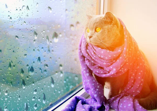 Серый Кот Фиолетовом Шарфе Сидит Окне Смотрит Капли Дождя Стекающие — стоковое фото