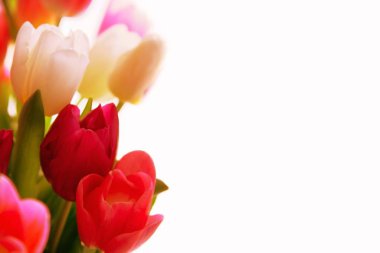 Beyaz arka planda çok renkli doğal laleler. Bir kadına tebrik kartı..