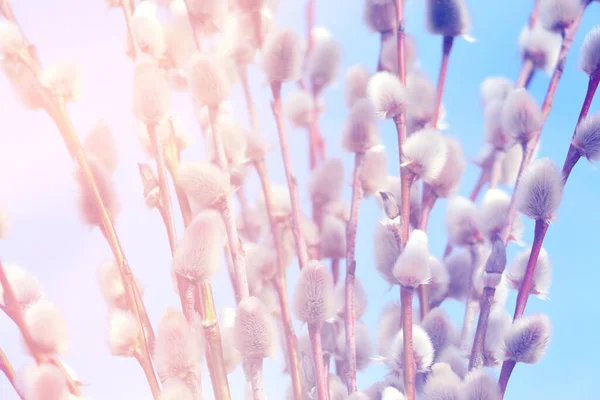 Die Weidenzweige Von Weißer Und Grauer Farbe Blühten März — Stockfoto