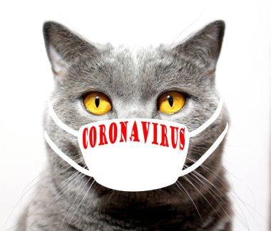 Beyaz bir arka planda virüs yüzünden maske takmış gri bir kedi. Dünyada tehlikeli bir salgın var..