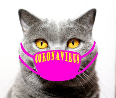 Beyaz bir arka planda virüs yüzünden maske takmış gri bir kedi. Dünyada tehlikeli bir salgın var..