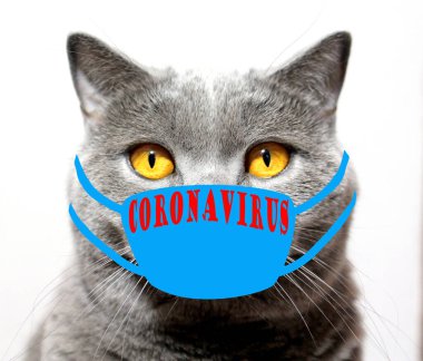 Beyaz bir arka planda virüs yüzünden maske takmış gri bir kedi. Dünyada tehlikeli bir salgın var..