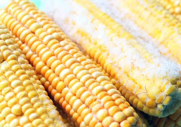 Kukurydza Jest Zamarznięta Zimne Jedzenie Żółte Ziarna Kolb Kukurydziany — Zdjęcie stockowe