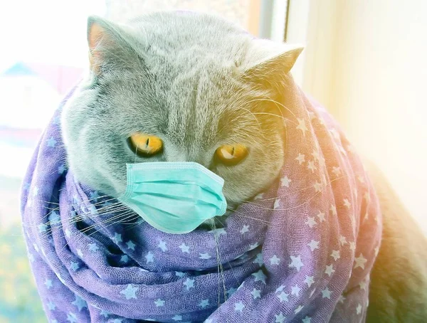 Harmaa Kissa Istuu Lääketieteellisessä Naamiossa Viruksista Ikkunassa Surullinen — kuvapankkivalokuva