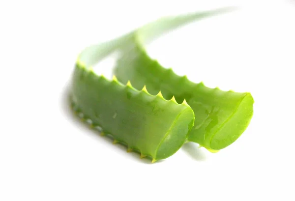 Natürliche Aloe Frische Zweige Von Aloe Inhaltsstoff Kosmetika Feuchtigkeitscreme Für — Stockfoto