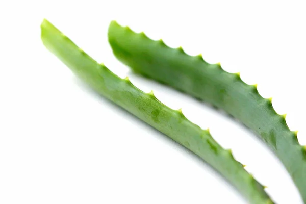 Natürliche Aloe Frische Zweige Von Aloe Inhaltsstoff Kosmetika Feuchtigkeitscreme Für — Stockfoto