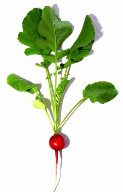 Beyaz arka planda yeşil yapraklı turp kökü sebzesi. Bahçe. Yaz. Sebzeler. Vitaminler. Vejetaryenlik.