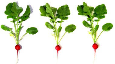 Beyaz arka planda yeşil yapraklı turp kökü sebzesi. Bahçe. Yaz. Sebzeler. Vitaminler. Vejetaryenlik.