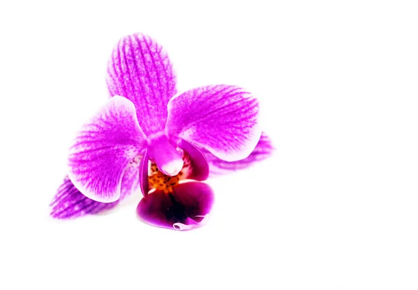 Lila Orchideenblüten Auf Weißem Hintergrund — Stockfoto