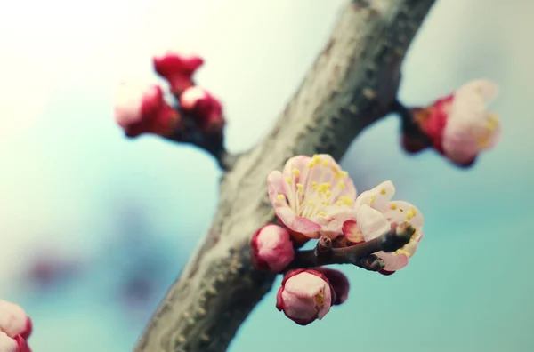 Petites Fleurs Roses Sur Abricot — Photo