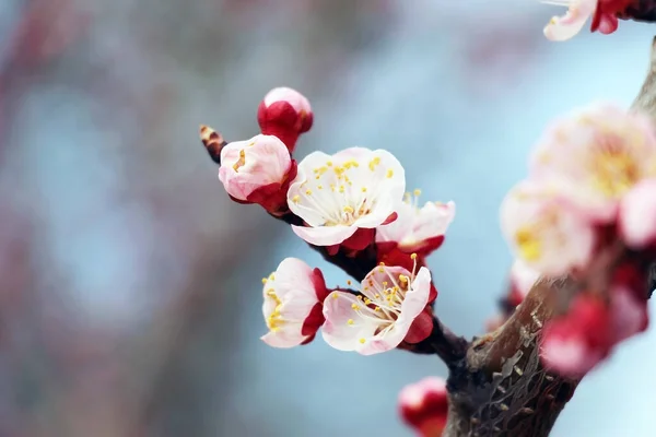 Little Pink Flowers Apricot Tree — Stock Photo, Image