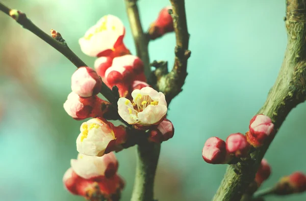 Kleine Rosa Blüten Auf Einem Marillenbaum — Stockfoto