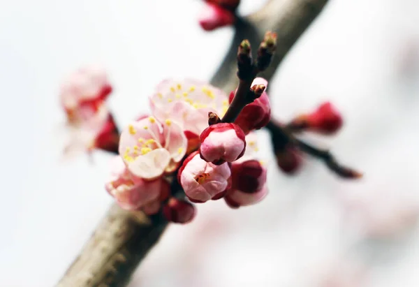 Petites Fleurs Roses Sur Abricot — Photo