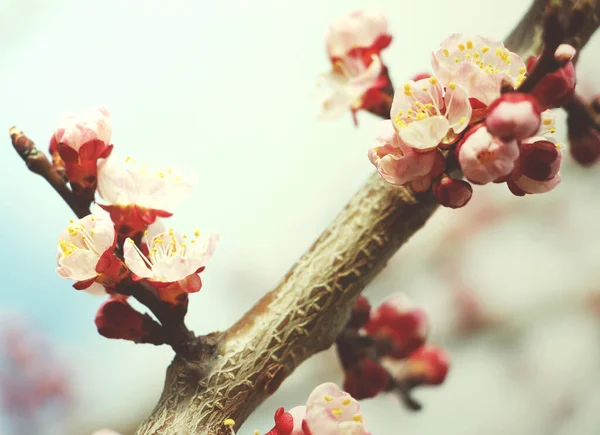 Kleine Rosa Blüten Auf Einem Marillenbaum — Stockfoto