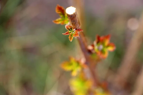 Молодые Листья Малины Вырезать Малиновый Куст Весной — стоковое фото