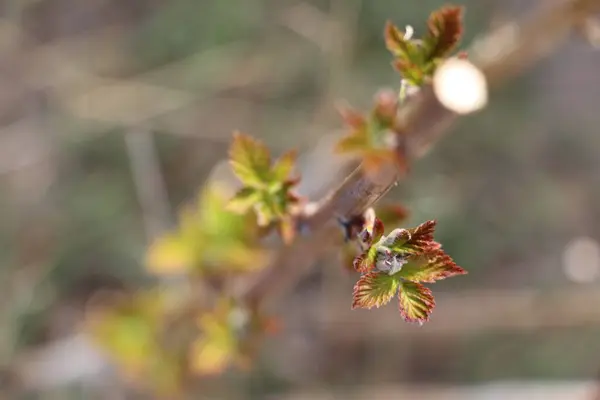 Молодые Листья Малины Вырезать Малиновый Куст Весной — стоковое фото