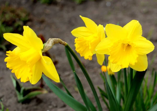 Gelbe Narzissenblüten Anfang April Garten — Stockfoto