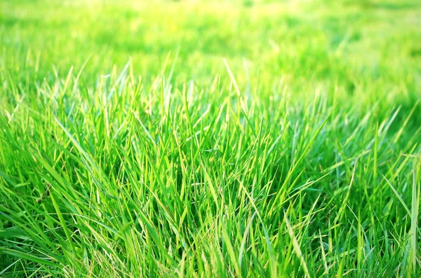 Grünes Gras Aus Nächster Nähe Ein Feld Mit Frischem Gras — Stockfoto