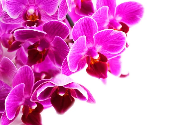 Fleurs Orchidée Pourpre Sur Fond Blanc — Photo