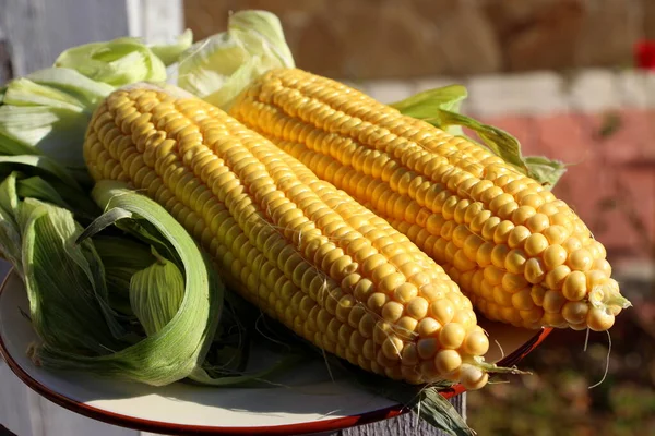 Świeża Kukurydza Letnim Słońcu Przed Grillowaniem — Zdjęcie stockowe