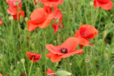Tarlada bir sürü kırmızı gelincik çiçeği var. Güzel küçük çiçekler. Haziranın başlarında gelincikler açar.