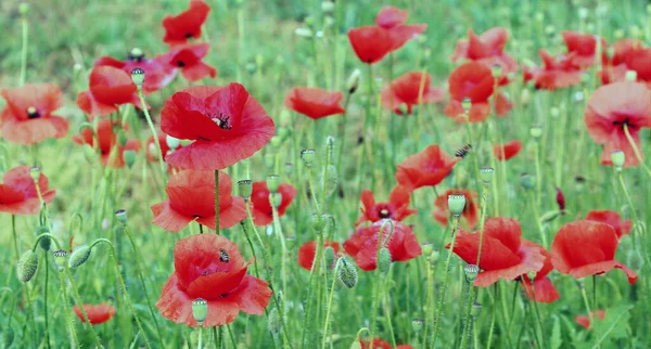 Muchas Flores Amapolas Rojas Campo Hermosas Florecitas Las Amapolas Florecen — Foto de Stock