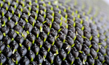 Olgun ayçiçeği. Siyah ayçiçeği tohumları yakın plan. Ayçiçeği hasat et. Tarım.