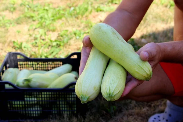 Zucchini Ernten Frisches Gemüse Grüner Kürbis Auf Dem Bauernhof — Stockfoto