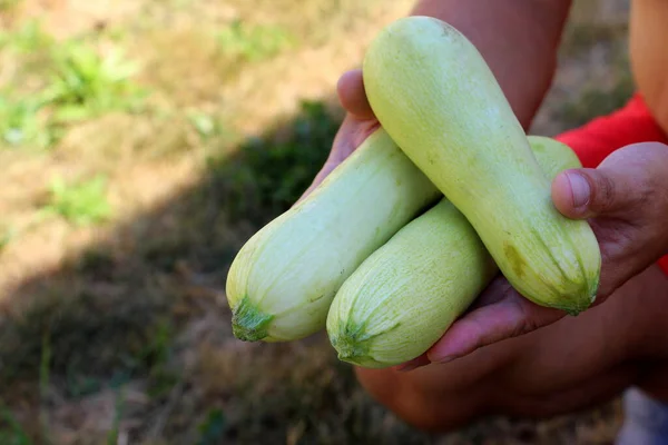 Zucchini Ernten Frisches Gemüse Grüner Kürbis Auf Dem Bauernhof — Stockfoto